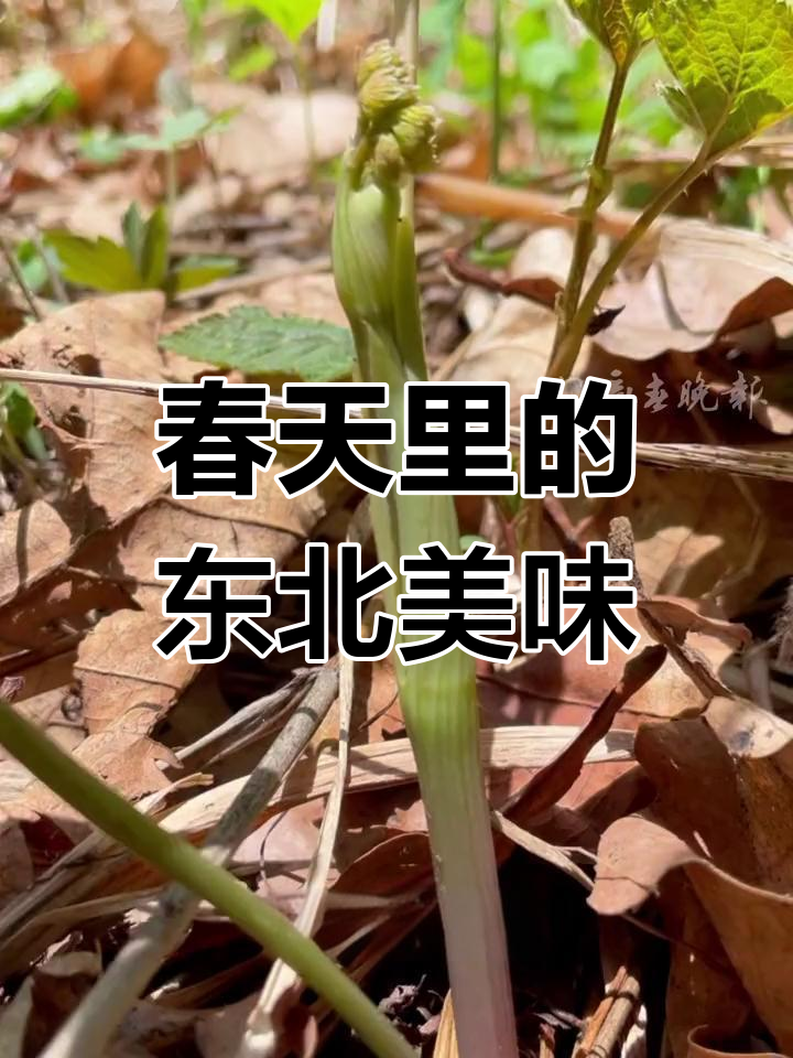 东北春季山野菜大集合,你敢尝试吗?