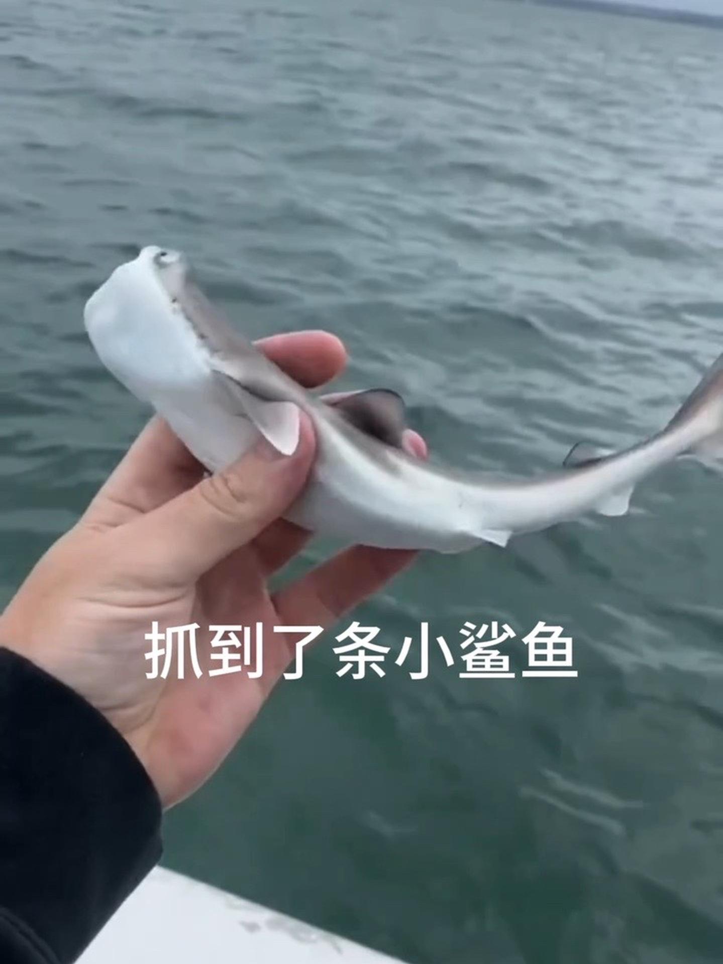 其实小鲨鱼挺可爱的 好想养一只啊 鲨鱼 宠物