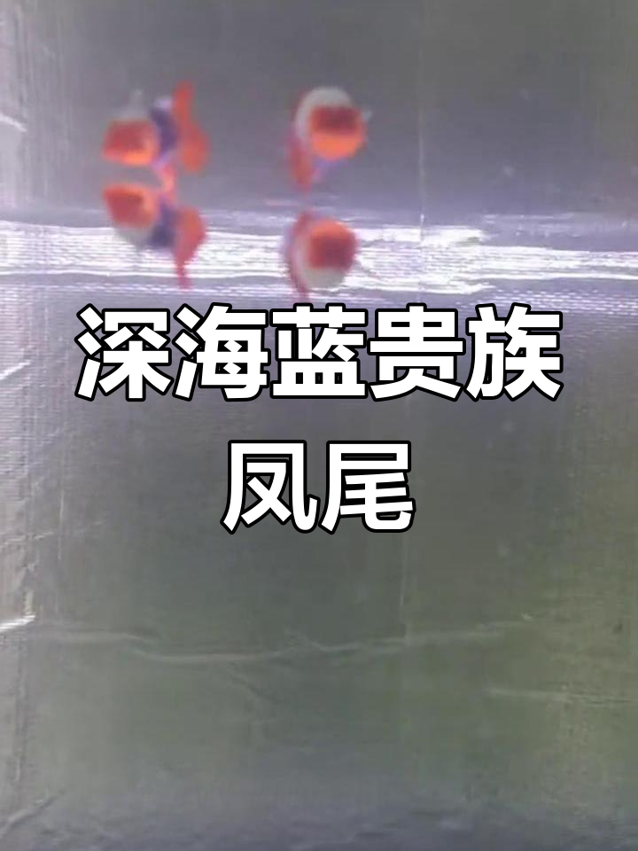 深海蓝孔雀鱼，凤尾鱼的美丽邂逅