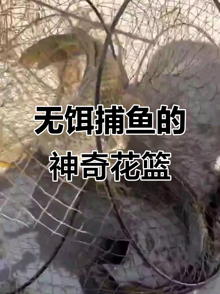 无需饵料,捕鱼花篮轻松抓大黑鱼