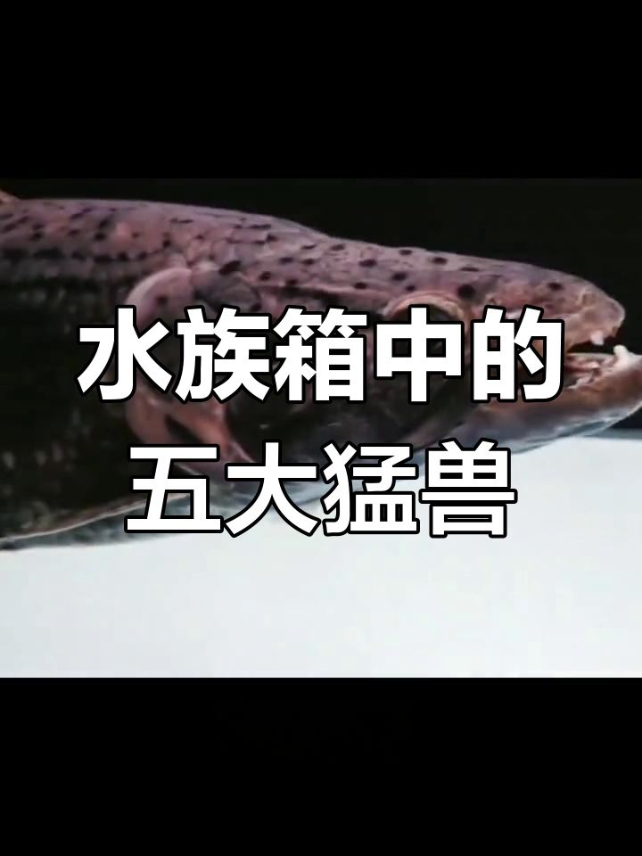 水中“液压钳”与巨型食人鱼:五大最强观赏鱼类大揭秘