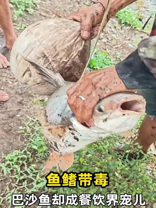 鱼鳍带毒的巴沙鱼为何成餐饮界宠儿?