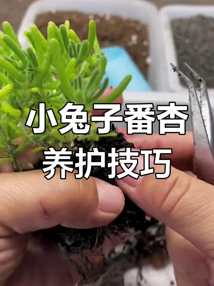 小兔子枝干番杏养护全攻略,轻松掌握多肉植物管理