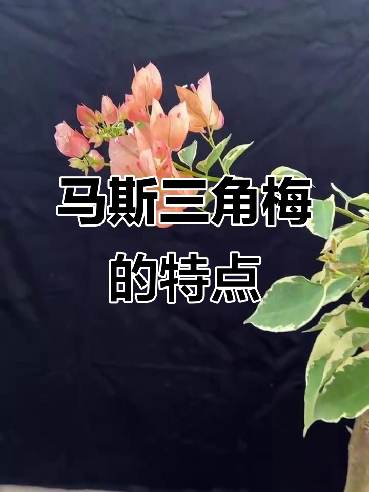 三角梅马斯品种:金边叶勤花,淡粉色小花清新可爱