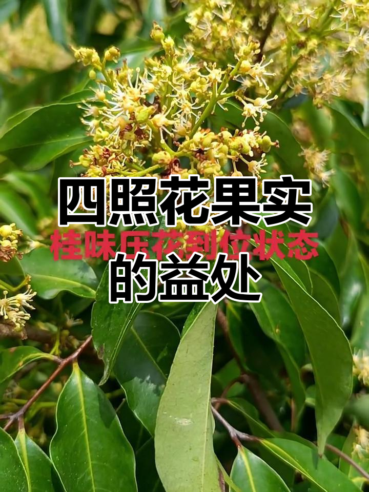 自家庭院四照花果实,功效与作用全解析