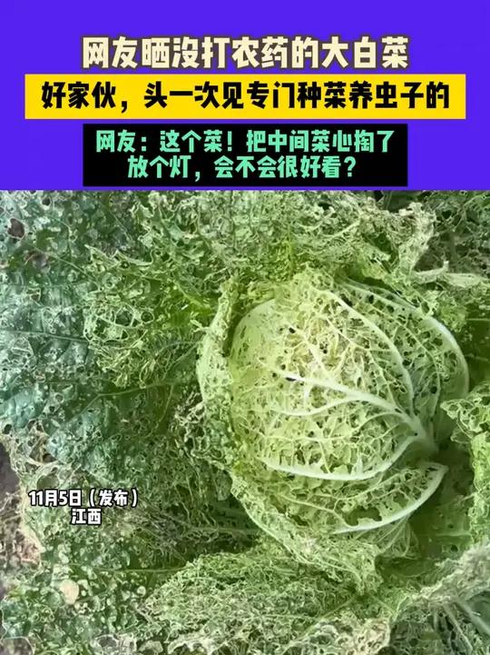 11月5日 发布,江西,网友晒没打农药的大白菜,好家伙,头一次见专门种菜养虫子的,网友:这