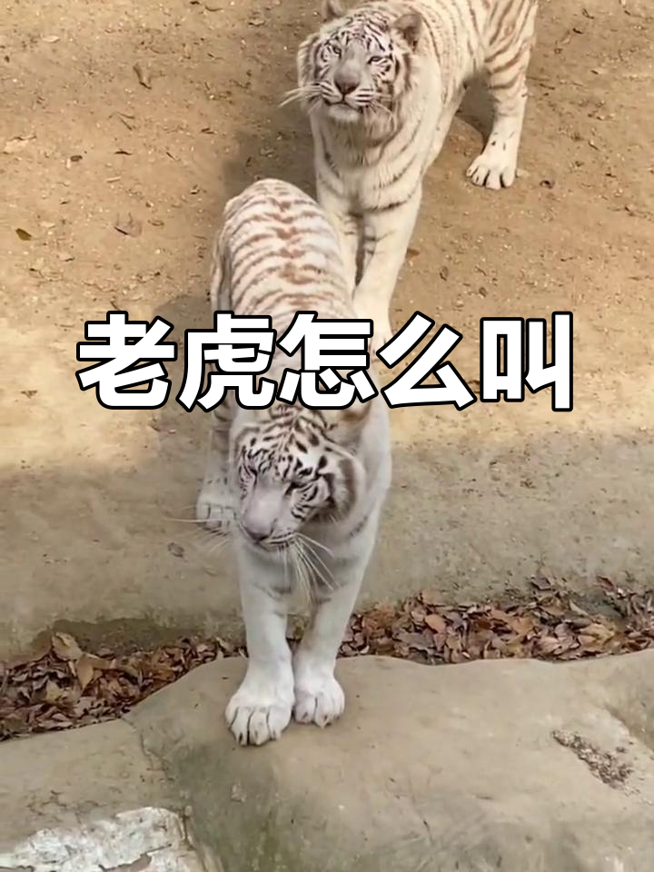 老虎的叫声竟然是这样