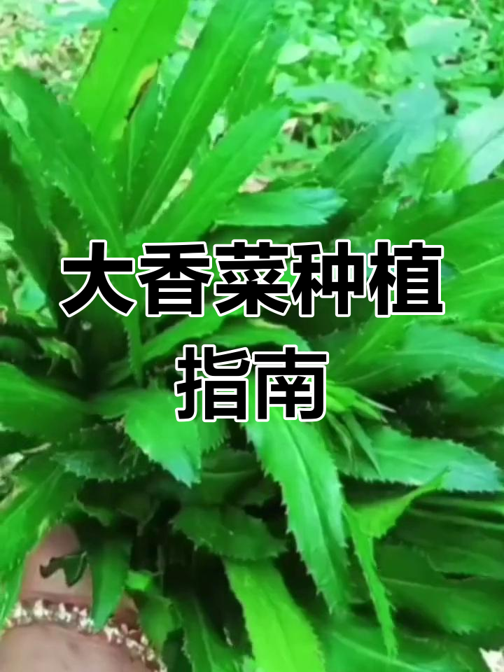 云南大香菜,傣味必备调料,自己动手种更香浓!