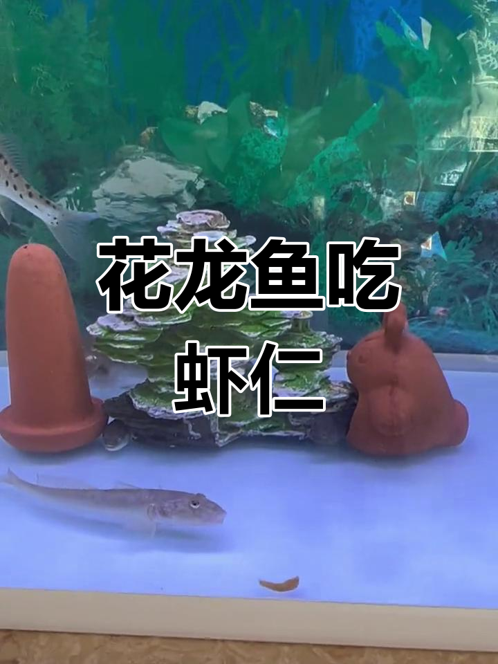 钓鱼乐趣多,花龙鱼和小河豚都爱吃虾仁