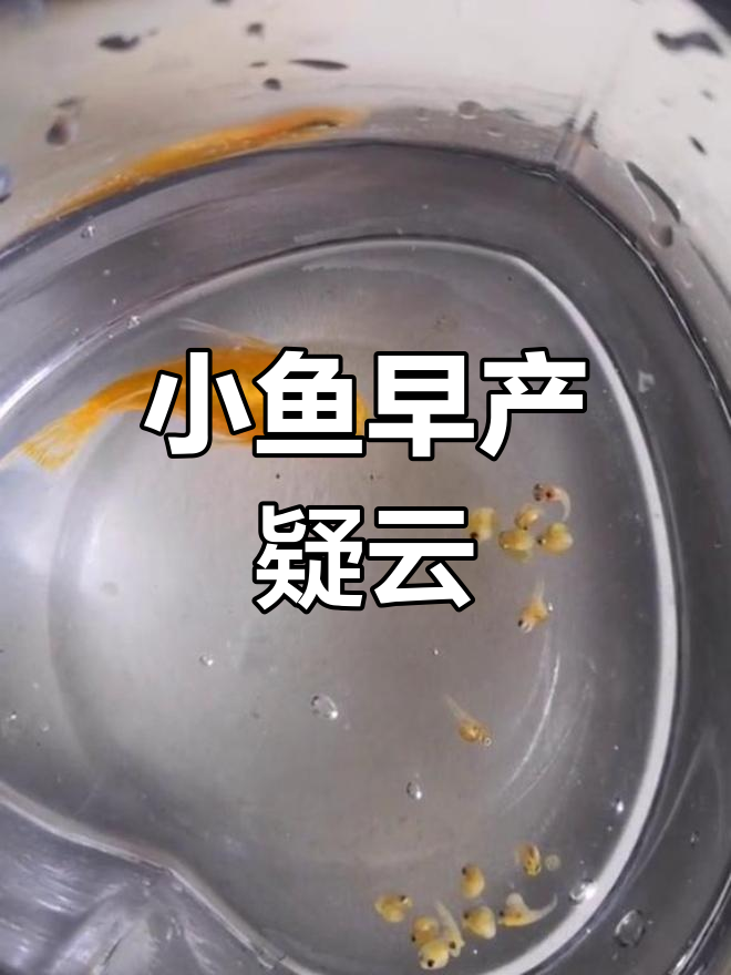 小鱼接连产仔,但宝宝们一动不动,是不是早产了?