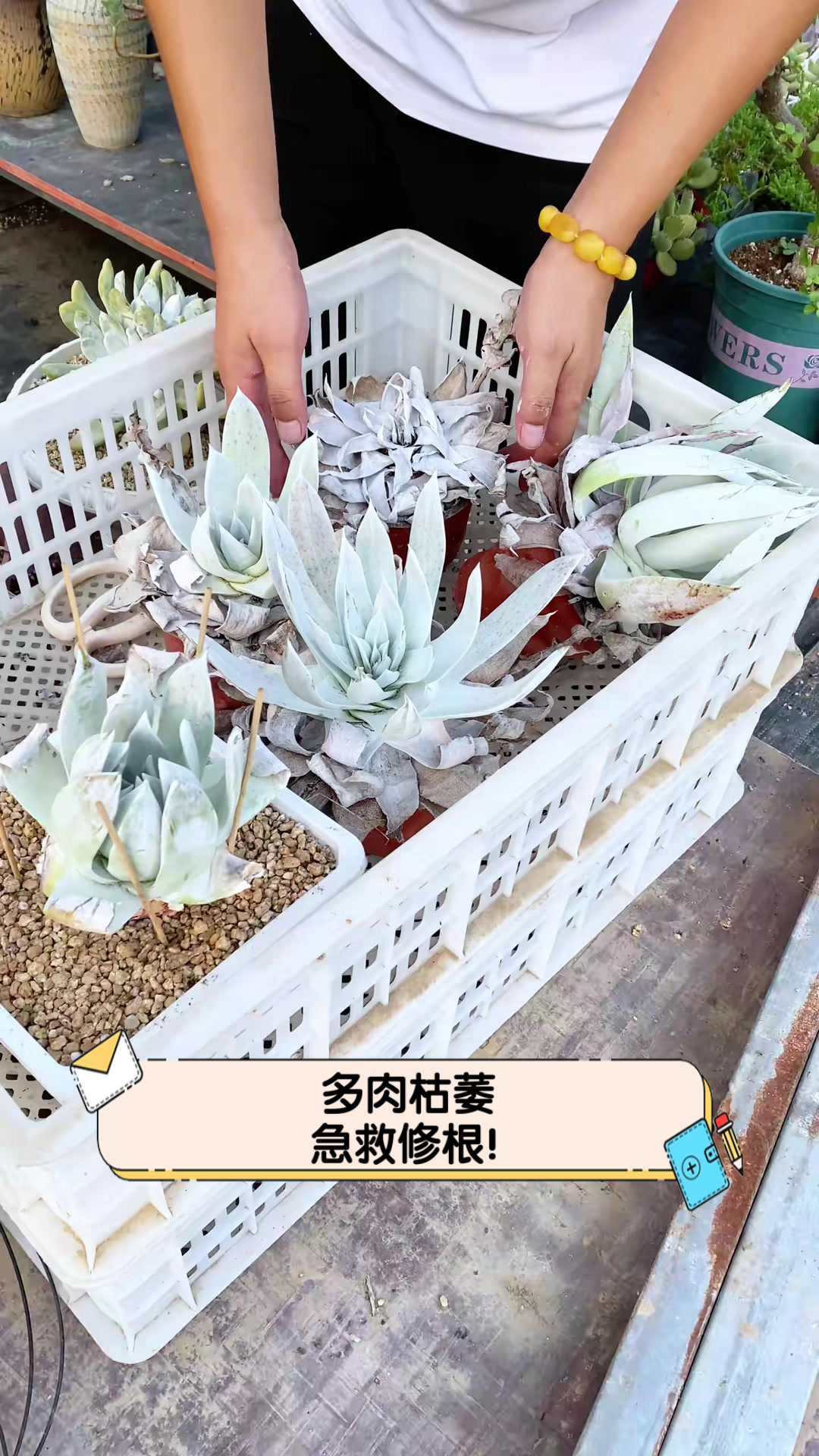 多肉枯萎,急救修根!