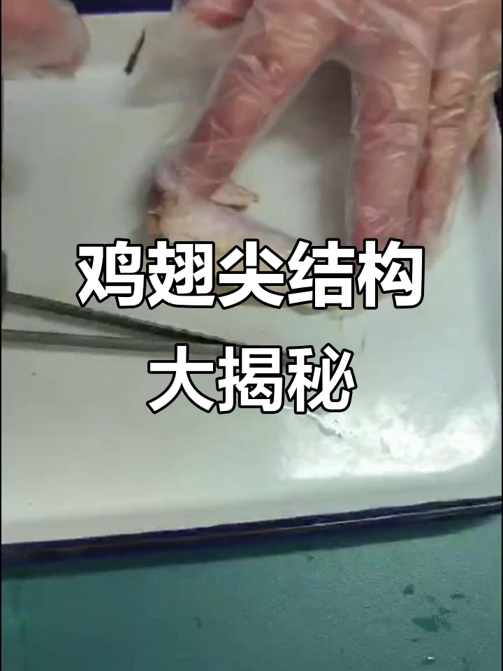 鸡翅尖的“手术”解剖:从皮肤到脂肪的结构揭秘