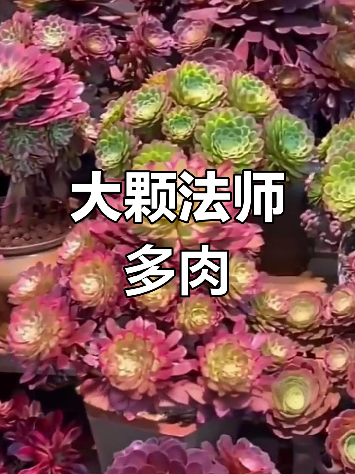绿发师紫羊绒黑法师,大棵树状老桩多肉植物防辐射