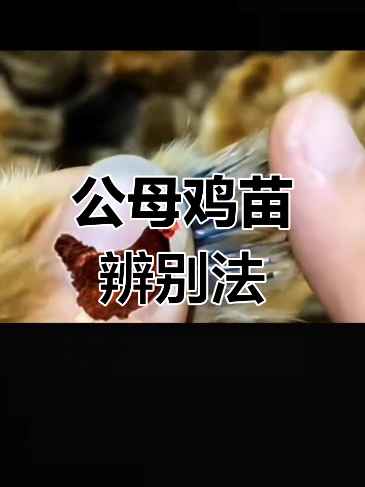 分辨公母鸡苗,翅膀一拉就知