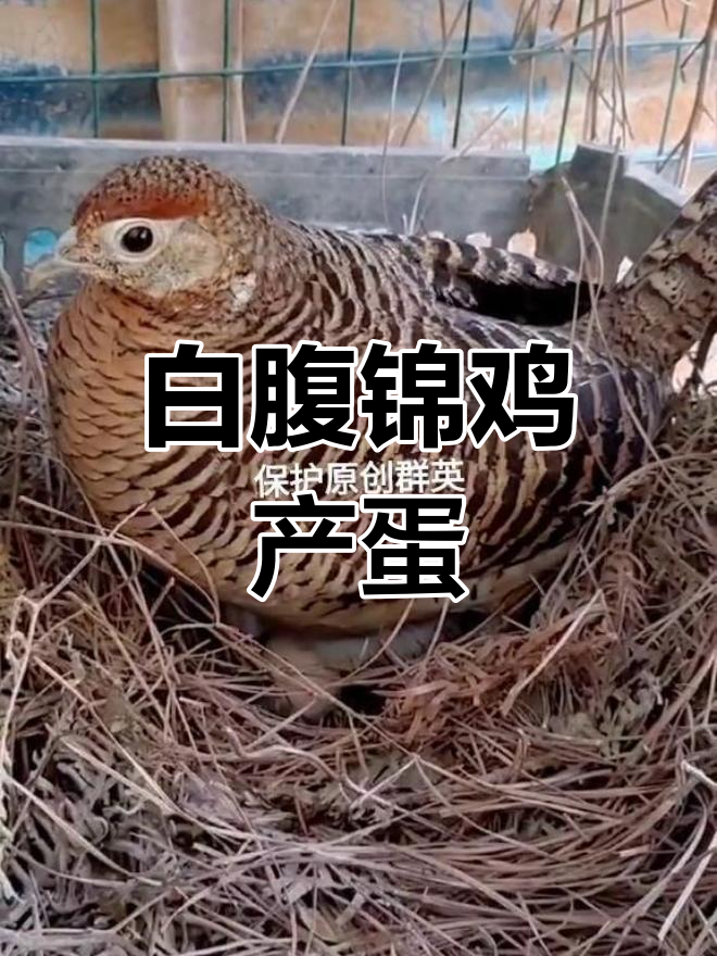 白腹母鸟产蛋现场与公鸟叫声实拍