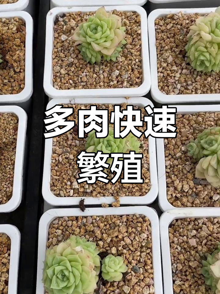 快生吧,白天鹅麦秆多肉爆发式生长