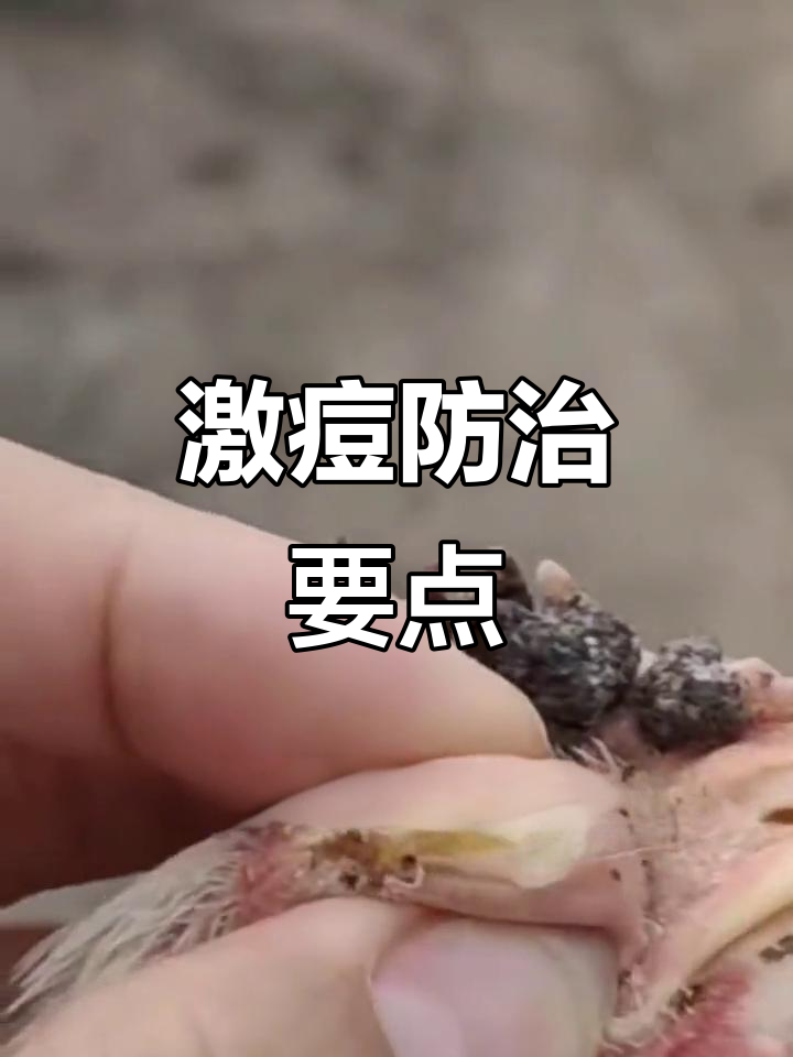 鸡长痘怎么办?隔离与治疗全攻略