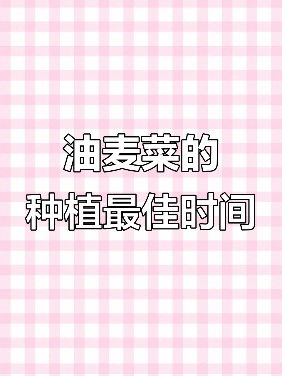 北方油麦菜的最佳种植时机,掌握这些技巧让你事半功倍
