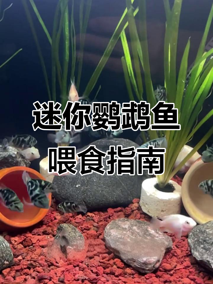 迷你鹦鹉鱼喂食技巧:一天几次、多少量最合适?