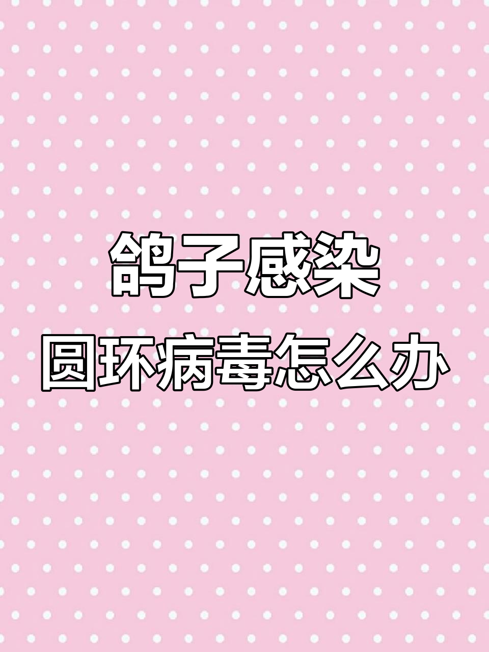 信鸽圆环病毒感染如何治疗?黄芪多糖的神奇作用