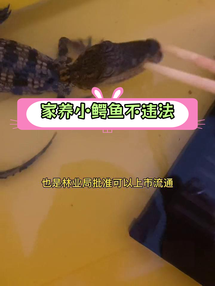 人工养殖鳄鱼合法吗?