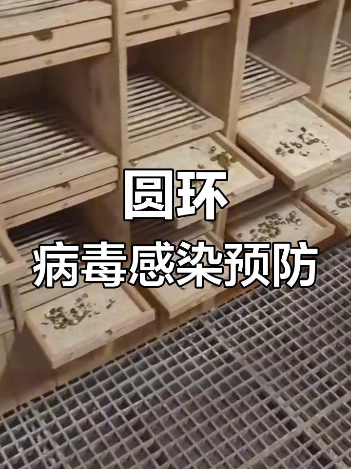 鸽子入棚初期,预防圆环病毒,连用5天效果显著