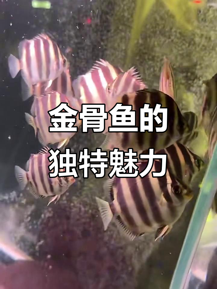 非洲金鼓鱼：群游之王，明虎般的魅力