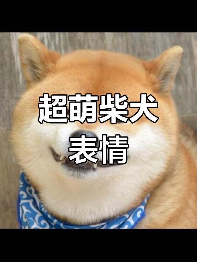 柴犬表情包大集合