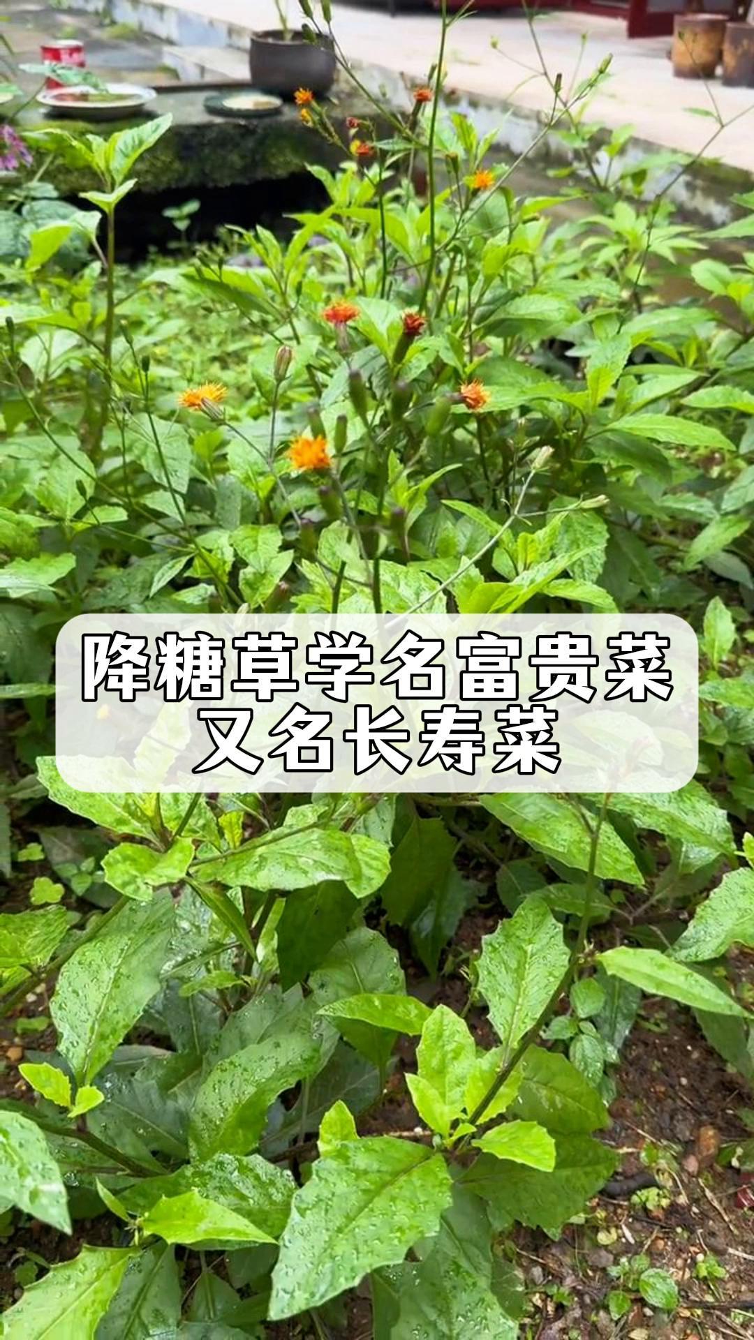 降糖草学名富贵菜,又名长寿菜