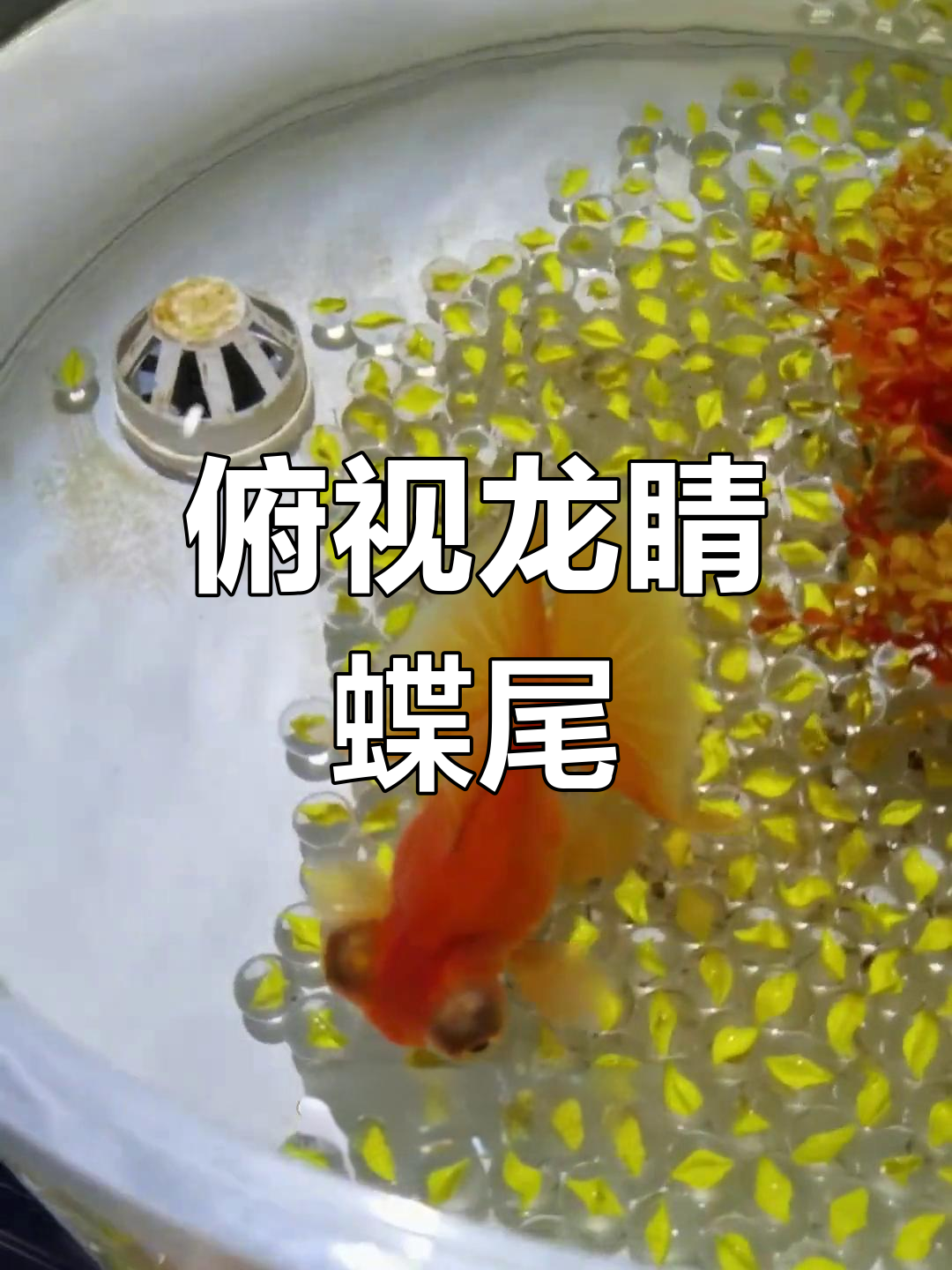龙睛蝶尾金鱼:传统艺术中的经典形象