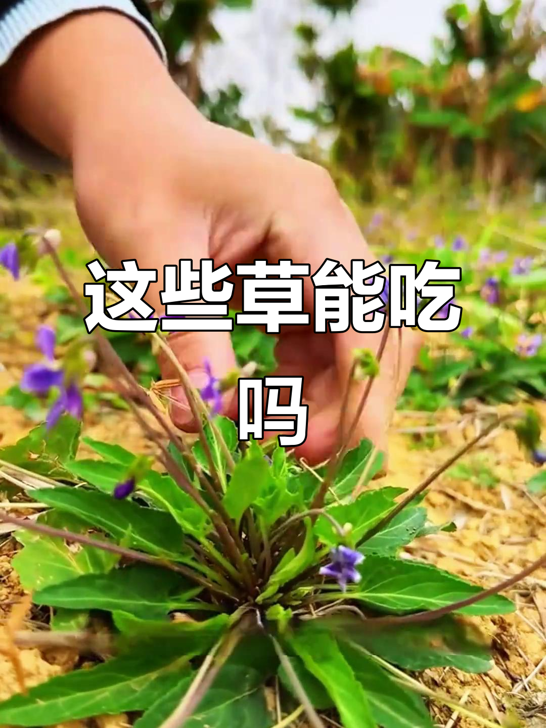 16种常见野菜，你吃过几种？看看这些草到底能不能吃