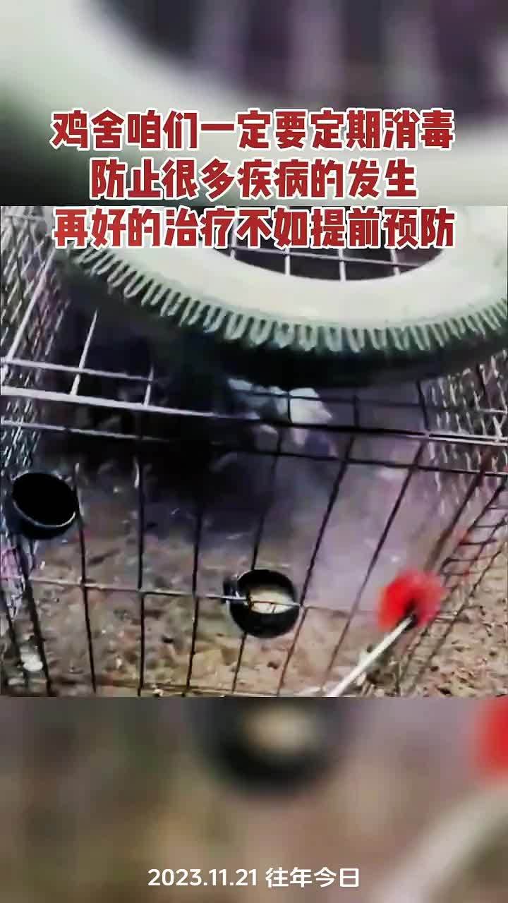 养殖 养鸡 农村散养土鸡 鸡鸭鹅养殖 发酵床 养殖消毒过硫酸氢钾消毒剂兽用