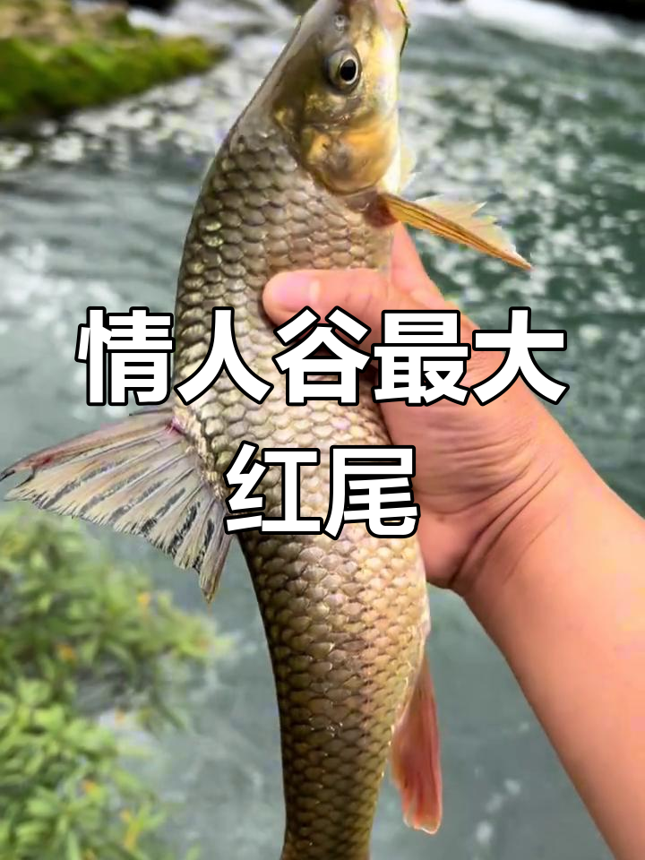 大山深处原生态红尾鱼,鲜美无比
