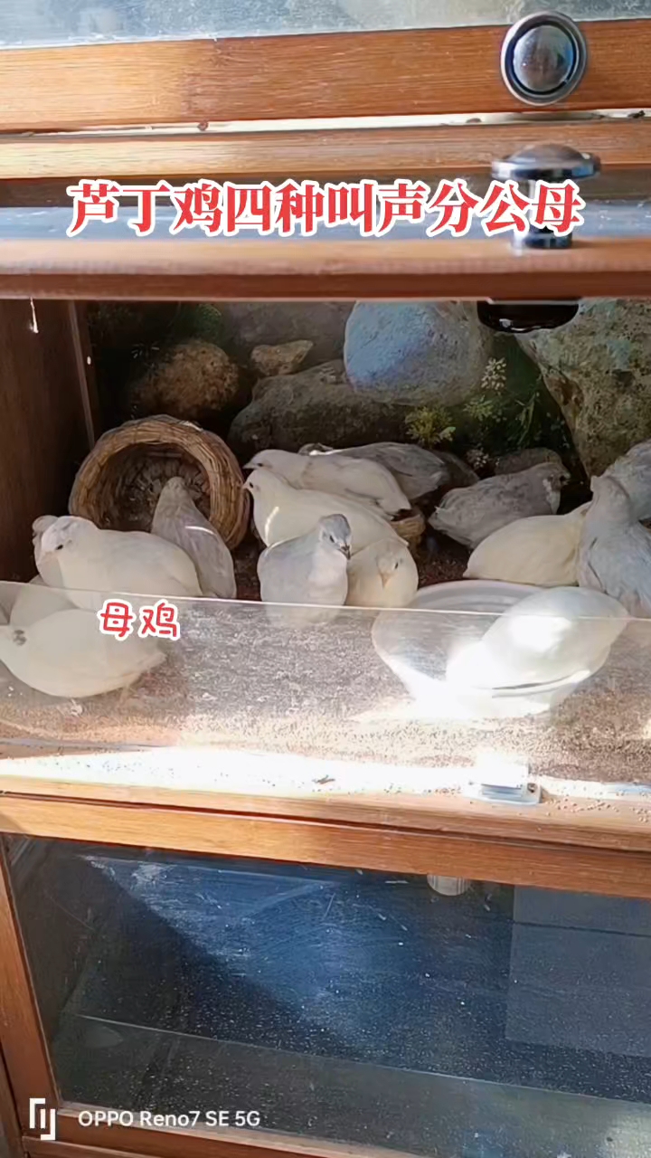 芦丁鸡四种叫声区分公母