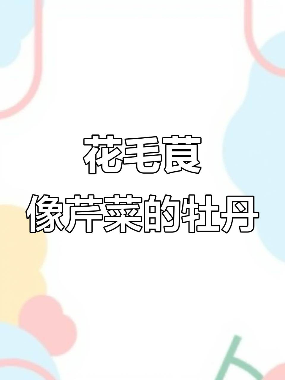 芹菜叶上开牡丹,花毛茛芹叶牡丹惊艳登场
