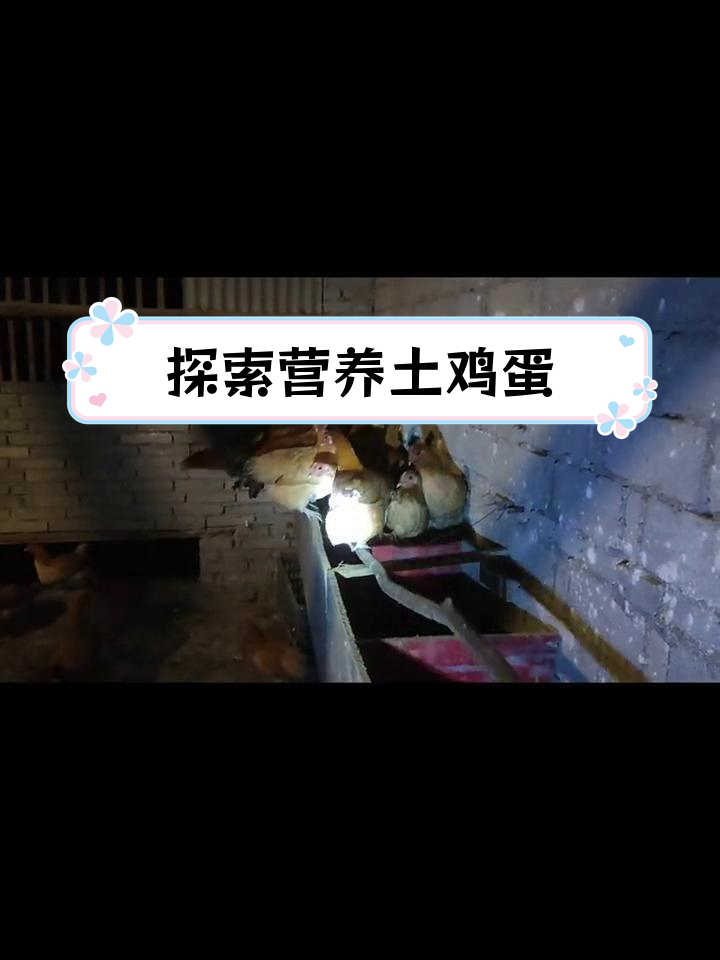 江汉鸡潜力待挖掘,功能性鸡蛋研发初探