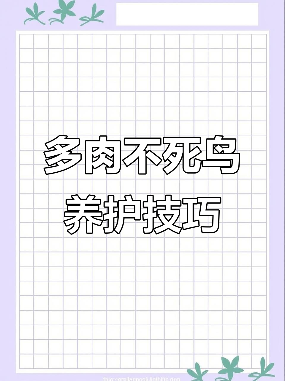 不死鸟多肉植物,轻松养出小苗,快速生长