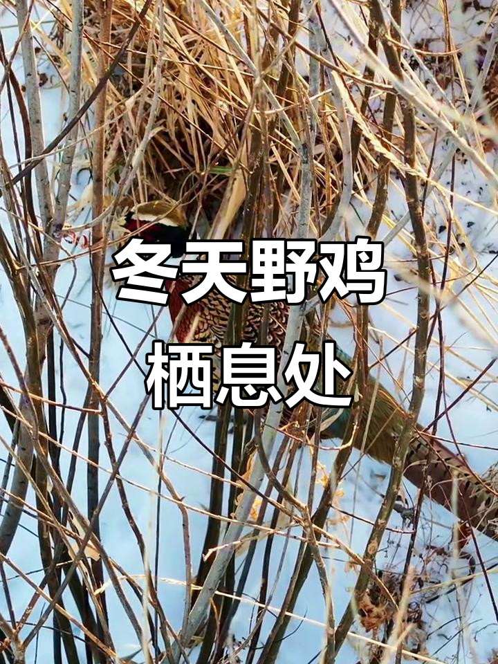 冬季野鸡藏身地大揭秘，雪地里觅食与休息的有趣场景