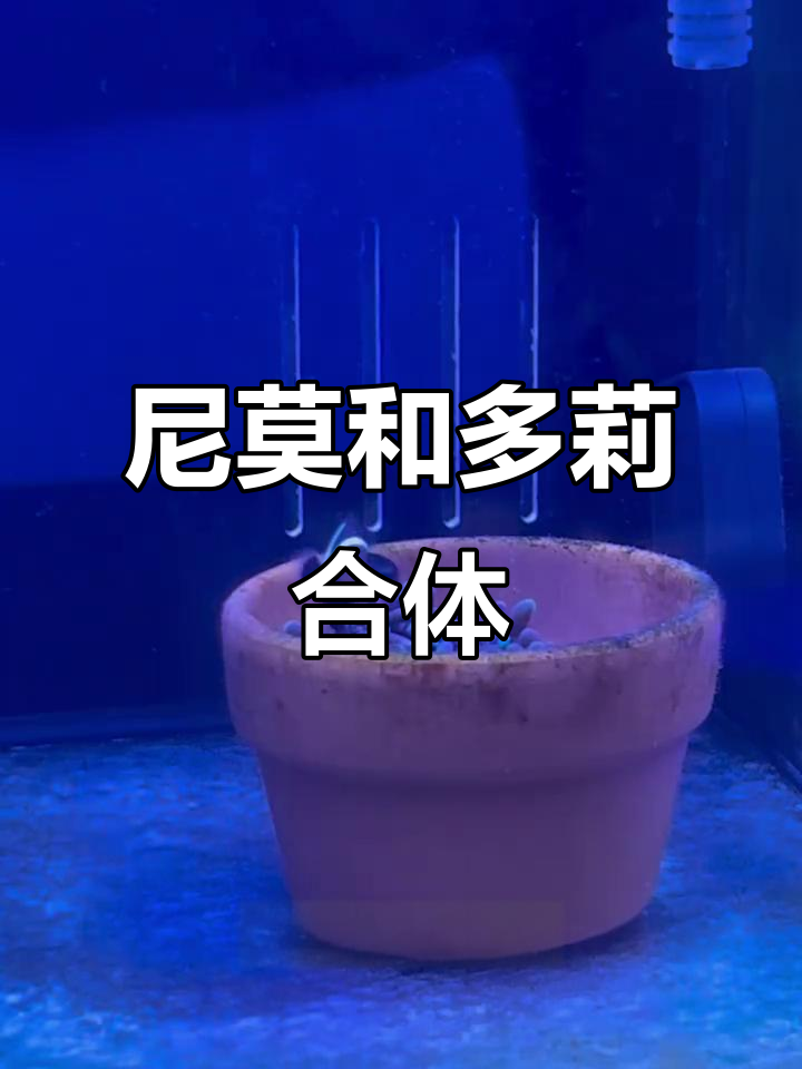 小丑鱼尼莫与蓝吊多莉终于同框，幸福家庭新成员加入！