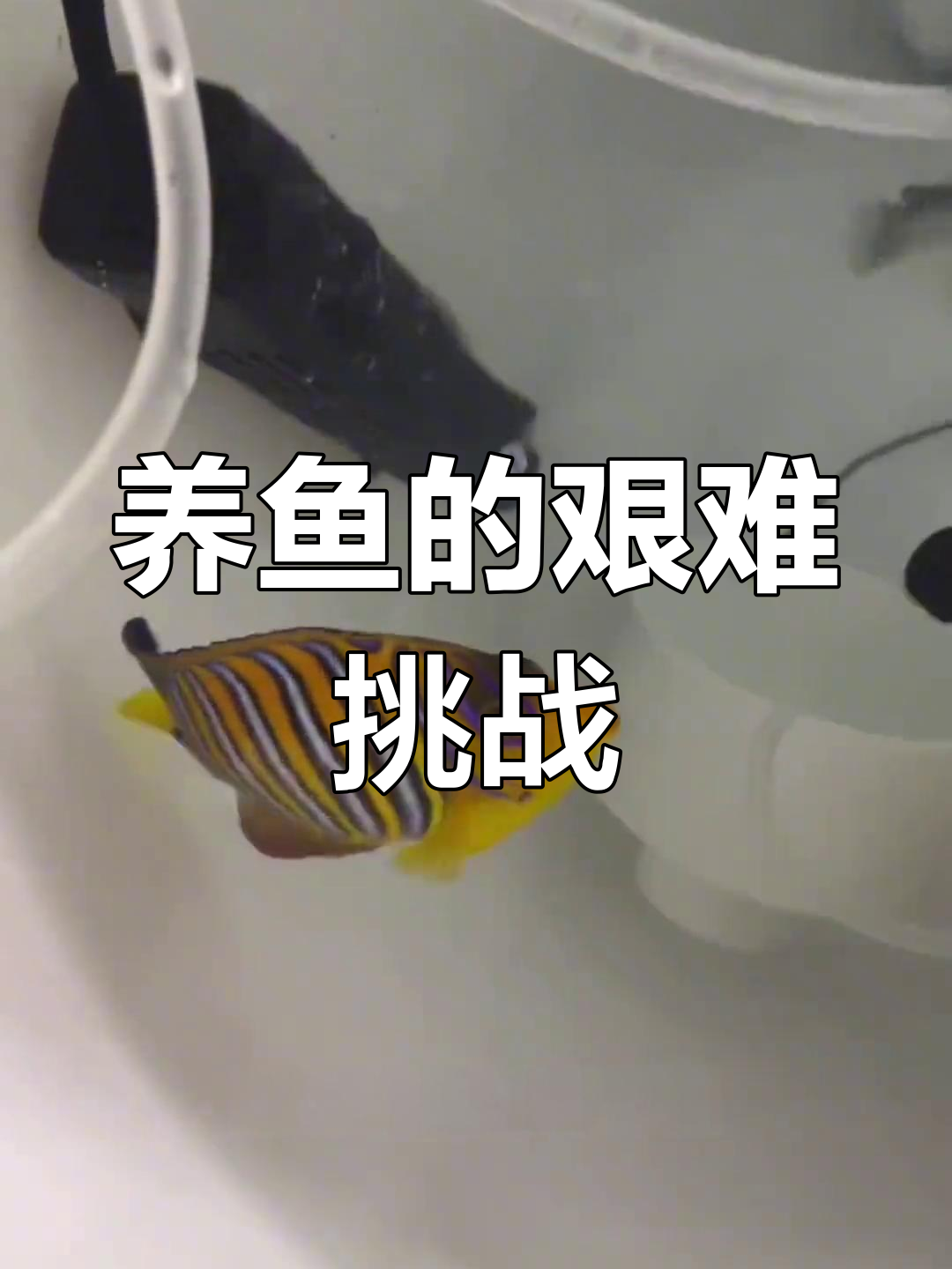 北方养鱼难,新鱼靠运气,零下温度挑战生存极限!