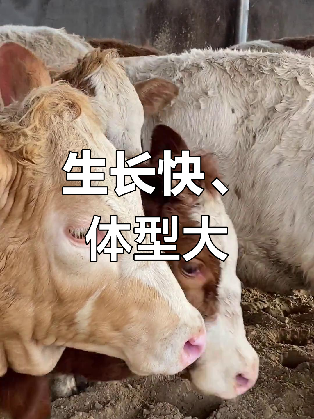 夏洛莱牛:法国大型肉牛品种的优势