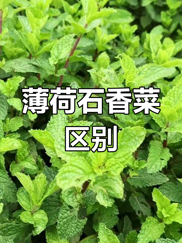 薄荷与十香菜的差异解析