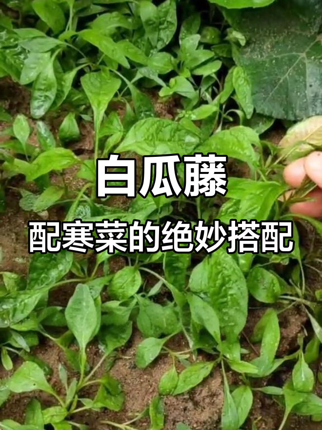 安徽家常白瓜藤炒寒菜,猪油加持更美味