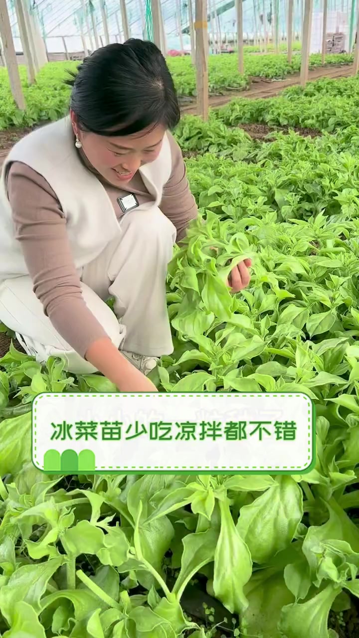 冰菜苗少吃凉拌都不错