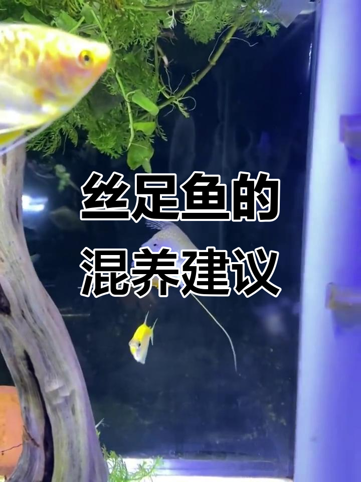 丝足鱼温和,适合与多种鱼类混养