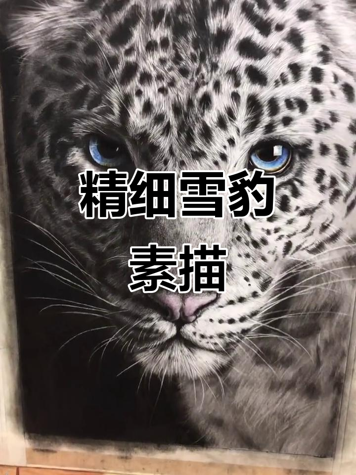 画出神秘雪豹的精微素描,细节满满