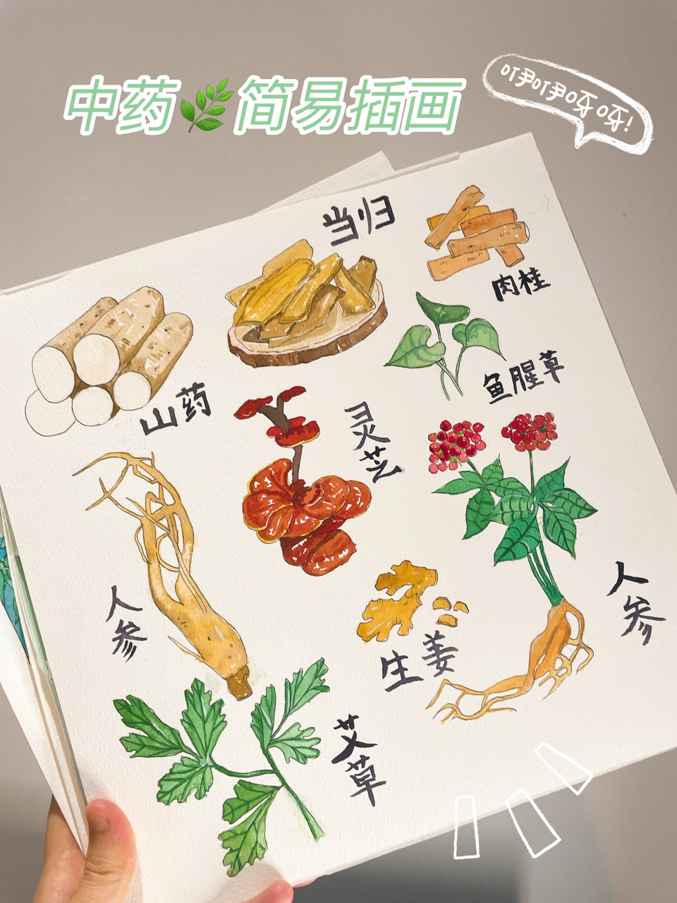 中药手绘插画合集,这次我来画中药拉～