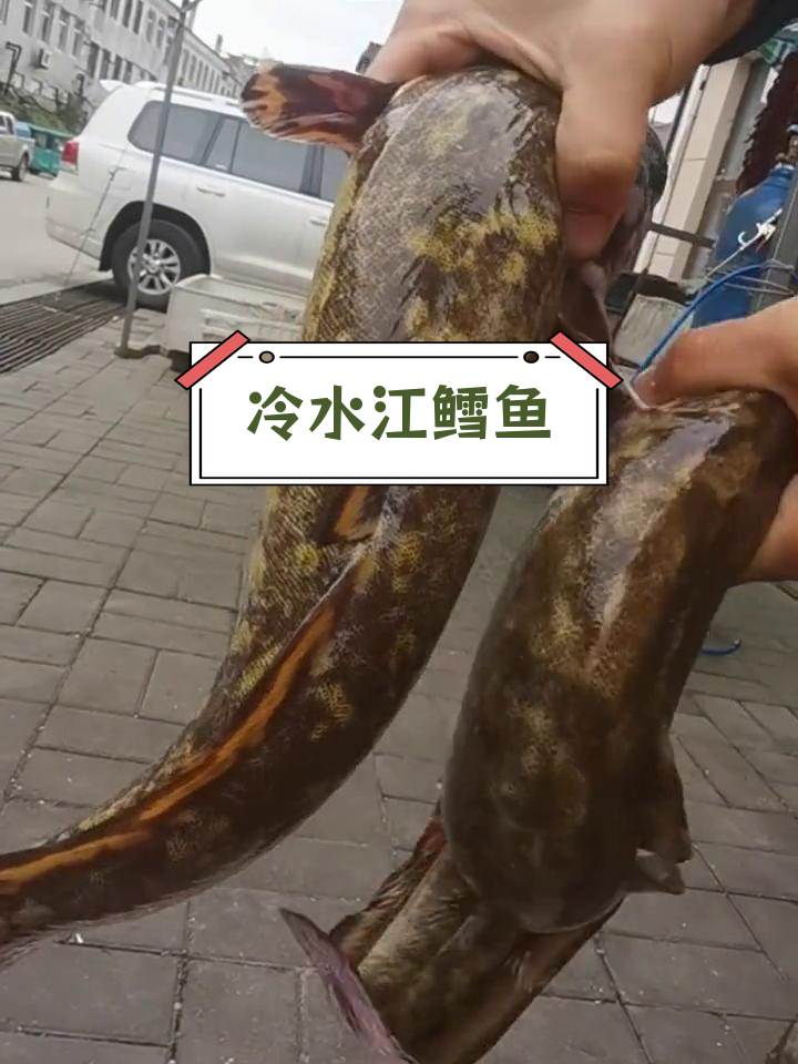 江鳕鱼:淡水中的美味珍品,肉质鲜嫩无刺