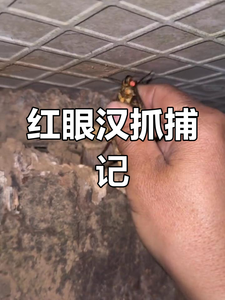教训蜜蜂的天敌红眼汉,保护小蜜蜂的勇敢行动