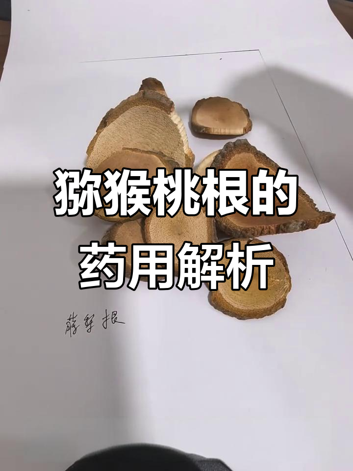 猕猴桃根的神奇功效,了解藤梨根的药用价值